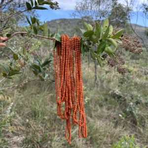 Japamala de Rudraksha