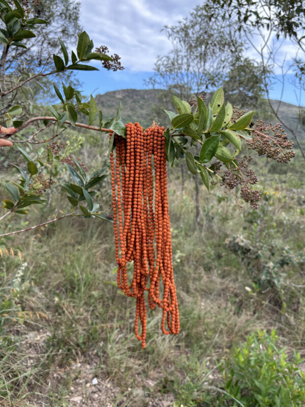 Japamala de Rudraksha